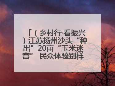 （乡村行·看振兴）江苏扬州沙头“种出”20亩“玉米迷宫” 民众体验别样“田园乐趣”